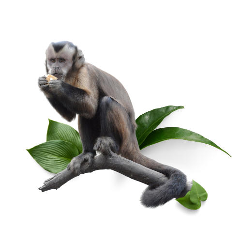 Global conservation - monkey on branch